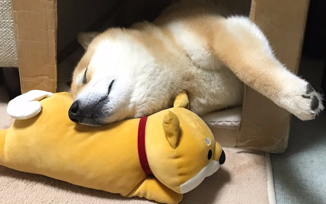 [柴犬maru的日常]啊~总是要麻烦柴田君真是不好意思呢( ω )