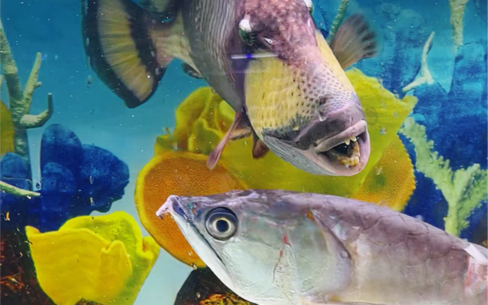 泰坦炮弹鱼大战银龙鱼!