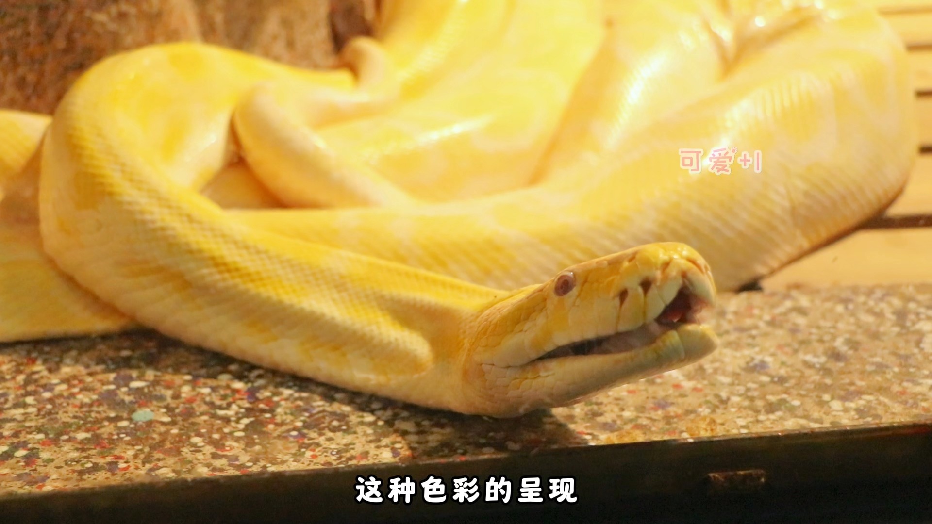 黄金蟒祝您蛇年大吉!