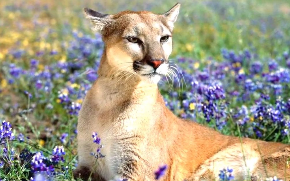 【美丽大猫】体型最大猫亚科——美洲狮