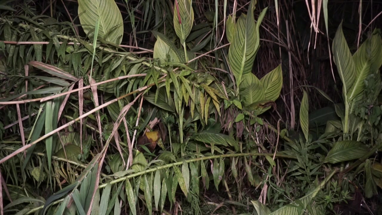 [图]30分钟大自然的蟋蟀虫鸣声，帮助耳鸣者入睡，提高睡眠质量！