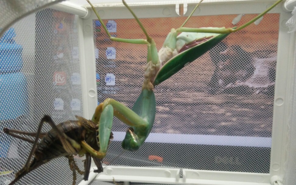 5cm马盾螳捕食母优雅蝈螽——强控走一波_哔哩哔哩 (゜-゜)つロ 干杯