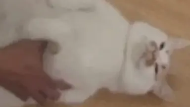 くだみみの猫-哔哩哔哩_Bilibili