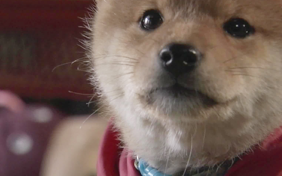 豆柴小犬 2集
