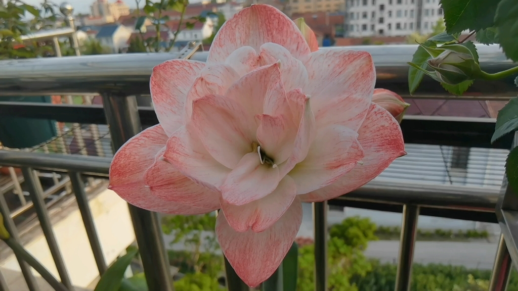 朱顶红:漂亮女孩