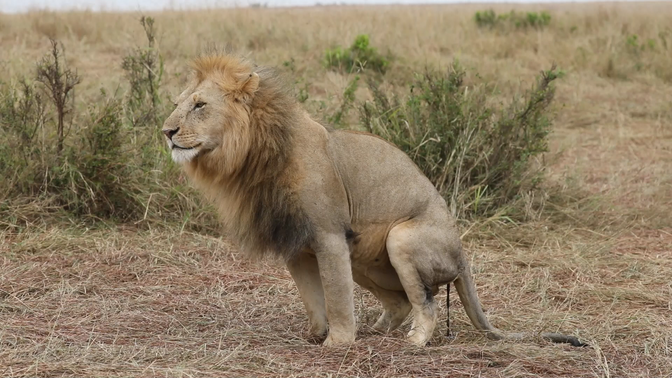 有味道的视频,狮子排便的画面
