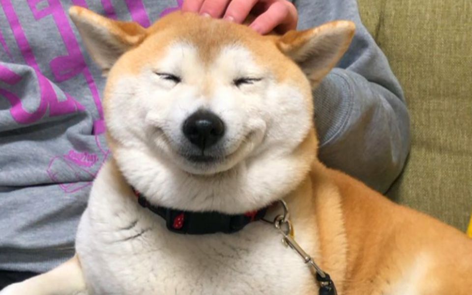 柴犬突然被铲屎官摸头,用力憋嘴,露出了迷之微笑