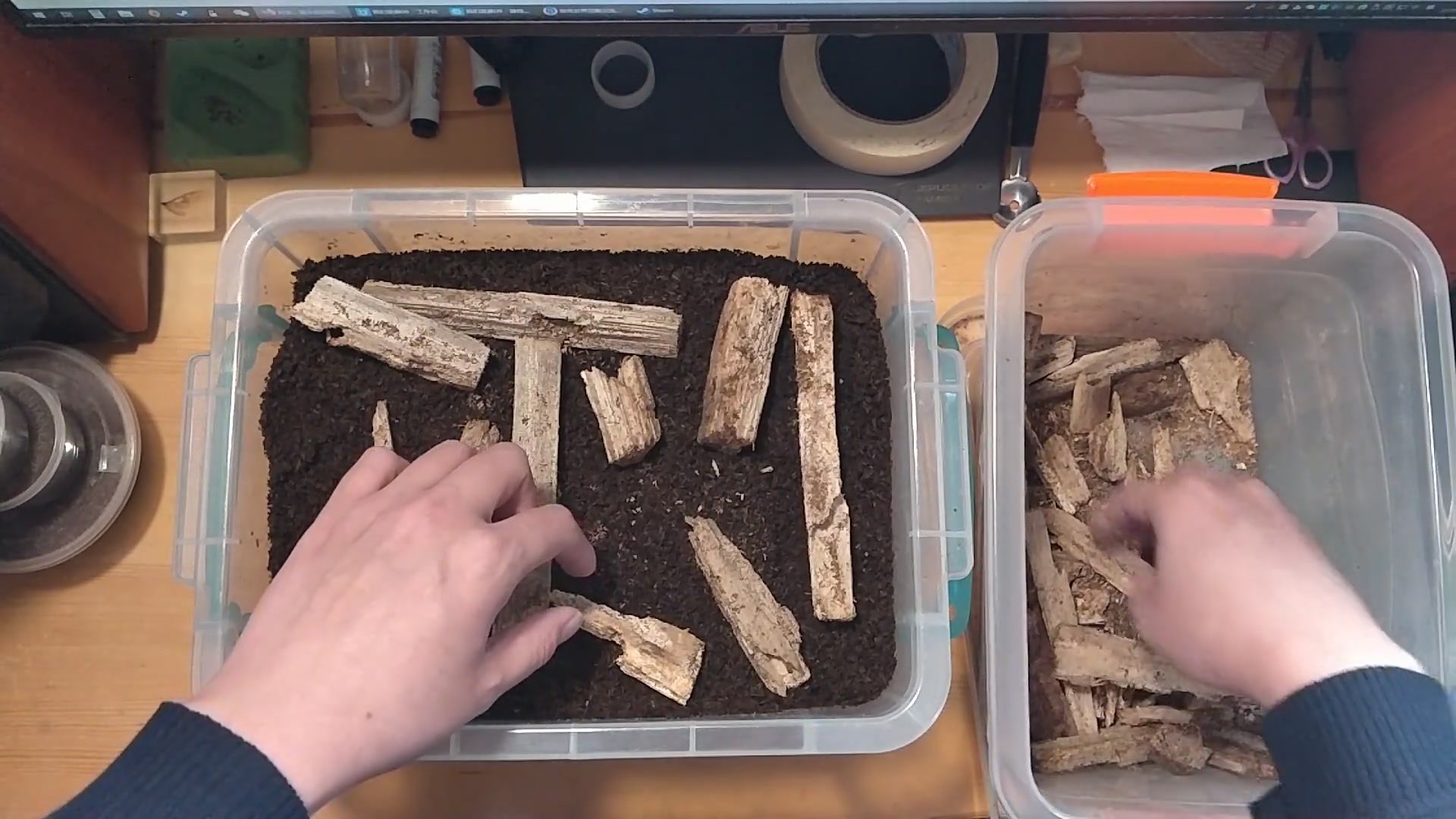 养虫日常vlogno0039布置一下彩虹锹的产房一红一黑