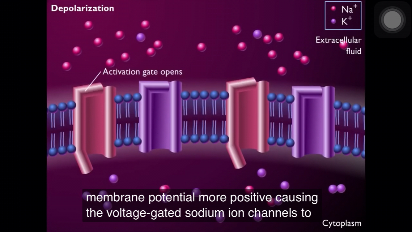 【英文】电压门控通道和动作电位(高清动画)|钠离子通道的三种状态哔哩哔哩bilibili