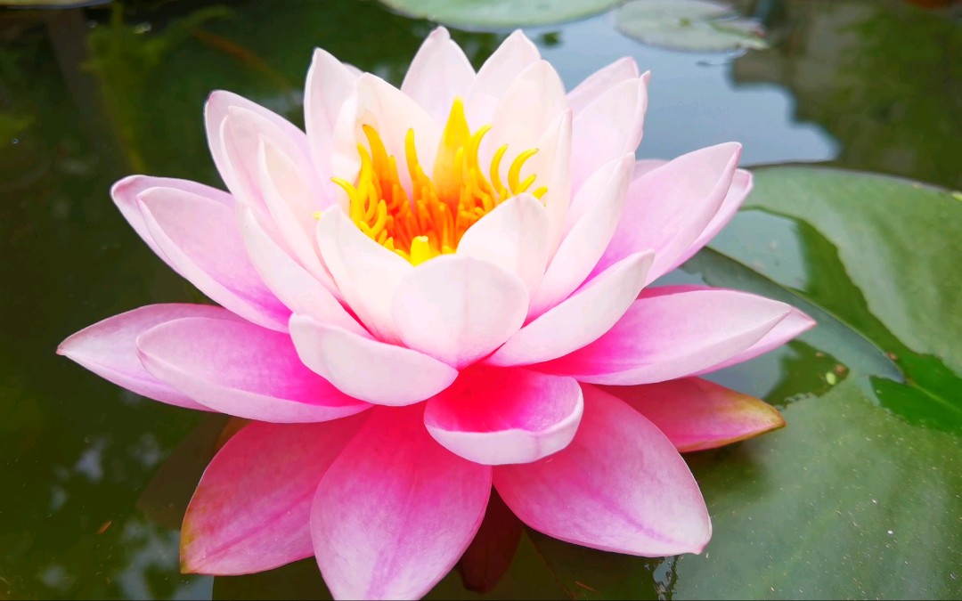 莹宝石睡莲---2021初花