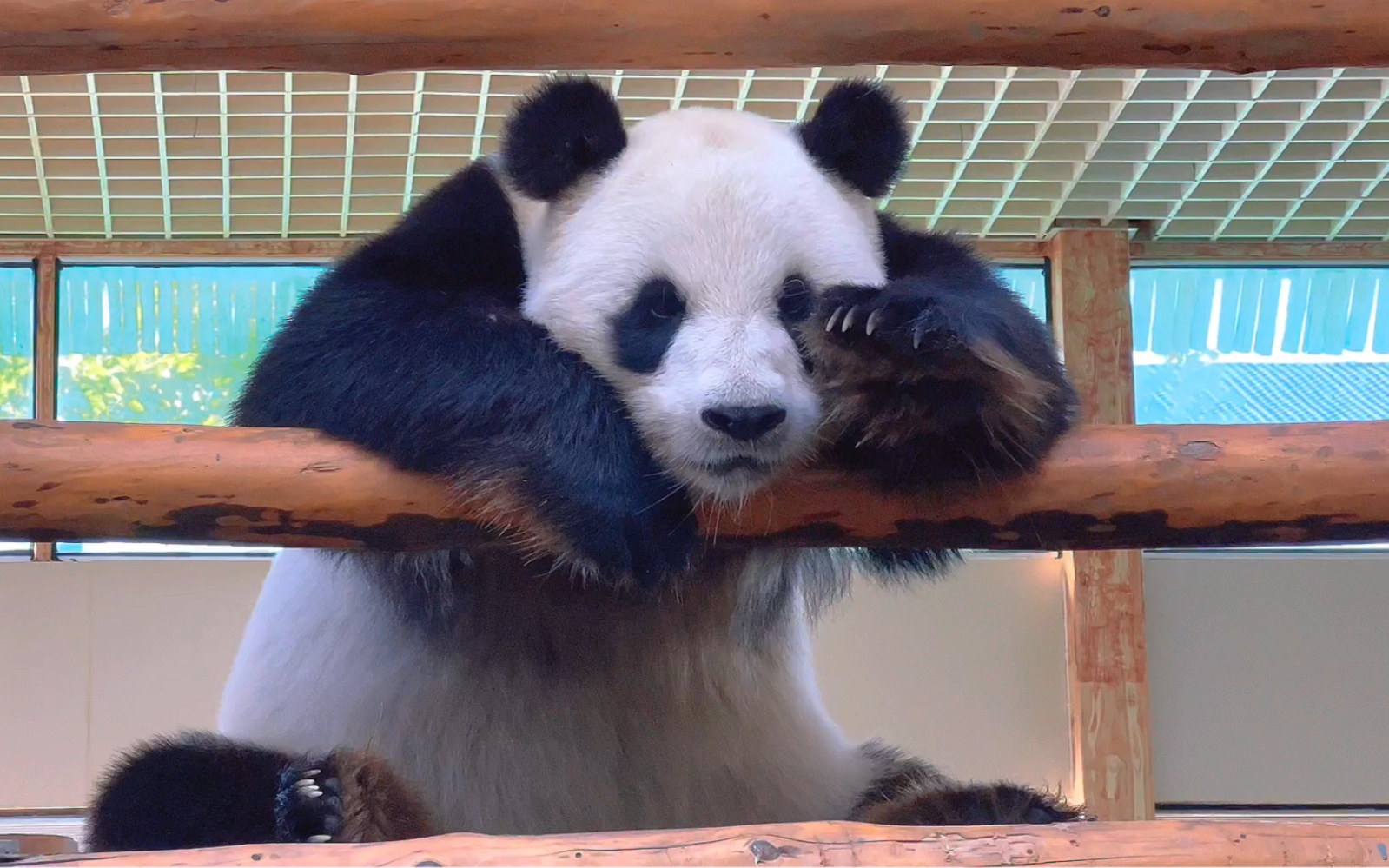 活动  【大熊猫晶晶】晶晶在向你打招呼耶!