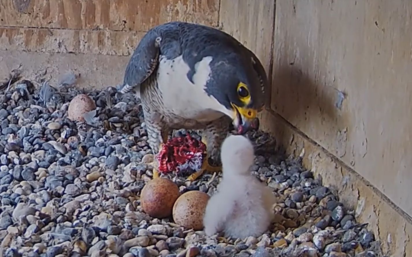 游隼妈妈给独生子喂食,另外两枚蛋应该不会孵化了