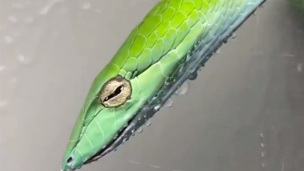 [图]蛇界颜值最高之一绿瘦蛇（Asian Vine Snake）