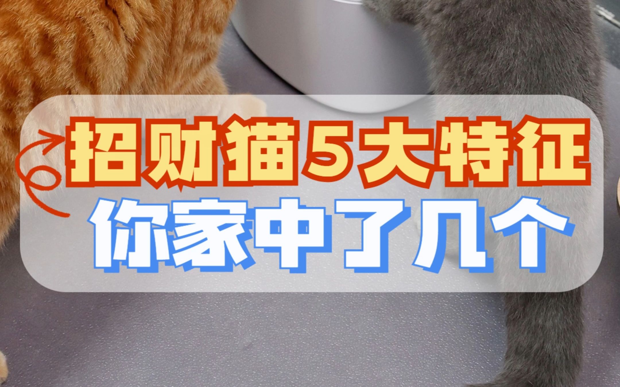 招财猫的5个特征,快来看看你家中了几个?哔哩哔哩bilibili