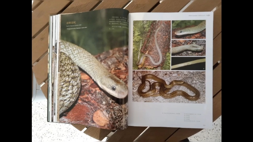 中国蛇类图鉴14