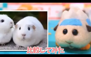 天竺鼠 搜索结果 哔哩哔哩 Bilibili