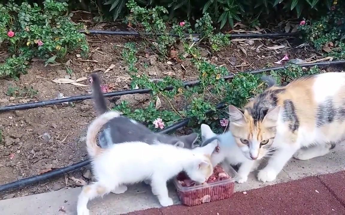好心人给流浪猫一家喂食,小奶猫吃的不亦乐乎(≧^.^≦)喵