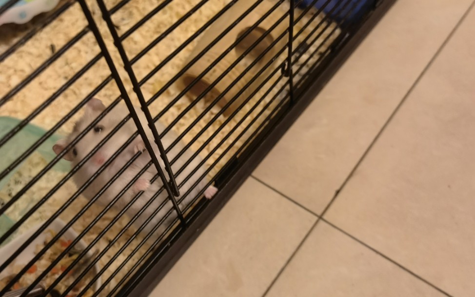 家有笨鼠,鼠有坏主