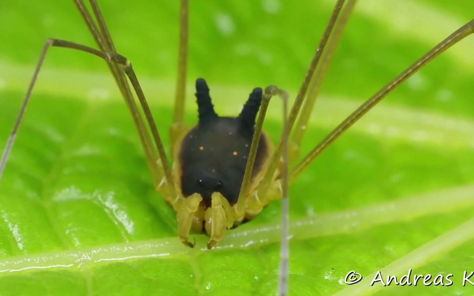 【盲蛛】宝可梦黑兔盲蛛——Bunny Harvestman哔哩哔哩bilibili