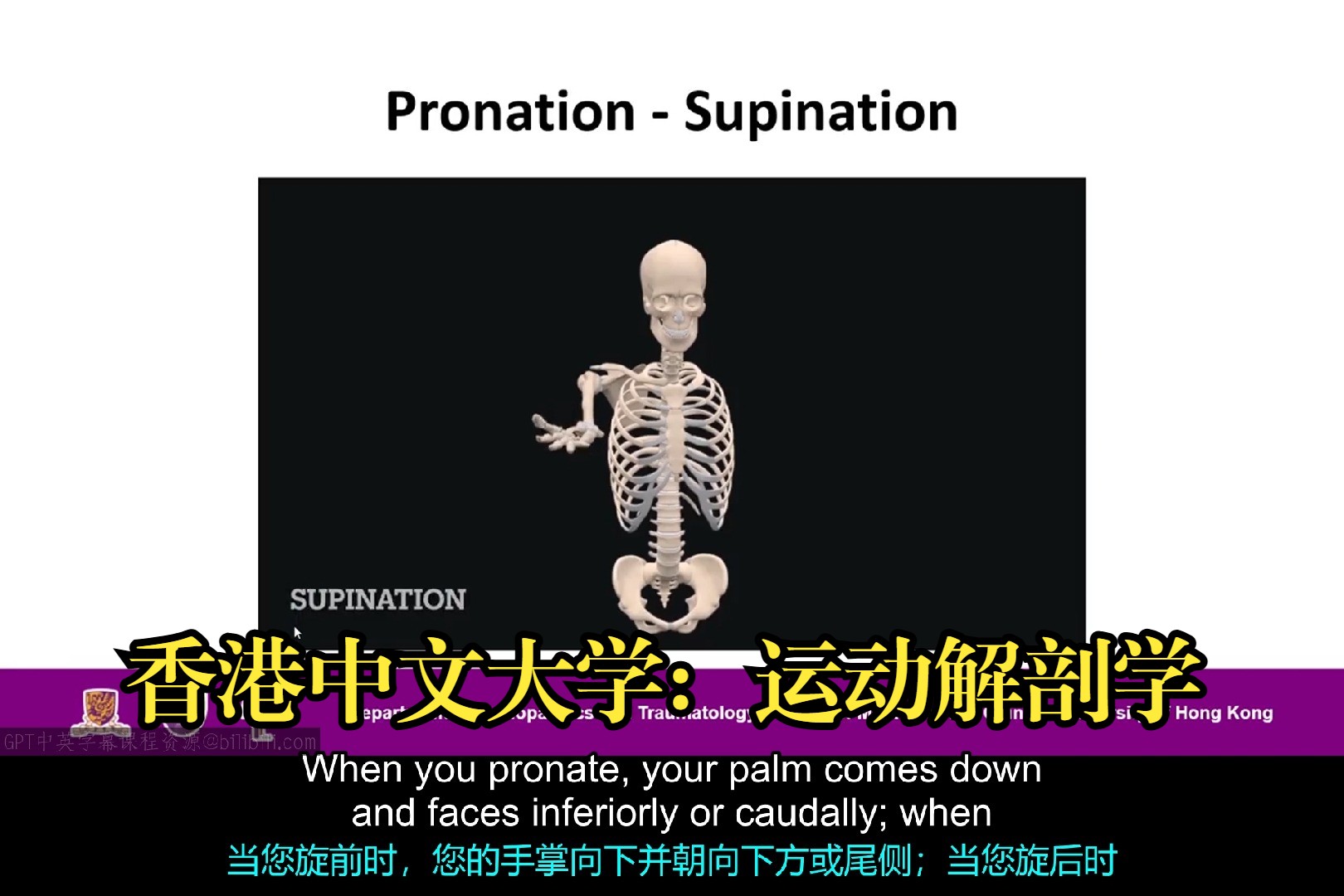 香港中文大学《基础运动相关肌肉骨骼解剖学|Fundamental Sports related Musculoskeletal Anatomy》deepseek哔哩哔哩bilibili