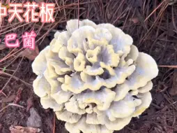 Tải video: 云南最贵的菌子—干巴菌。据说上千一斤