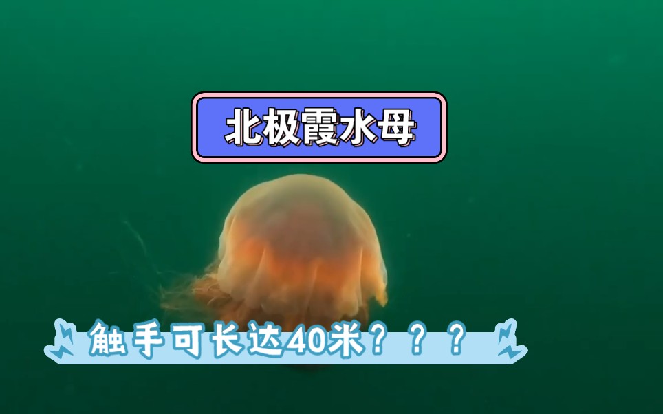 探索极地世界之北极霞水母,触手可长达40多米哔哩哔哩bilibili