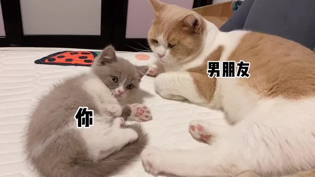 每日一喵 | 快发给你的男朋友看