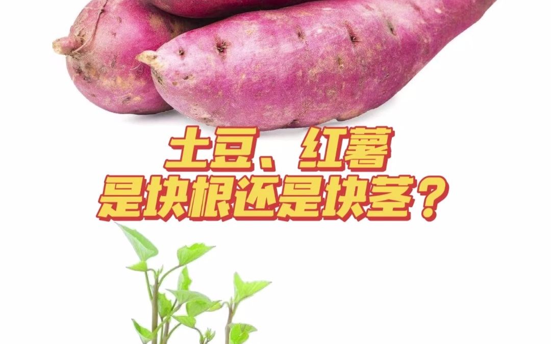 土豆是根还是茎?胡萝卜、红薯都是什么?哔哩哔哩bilibili