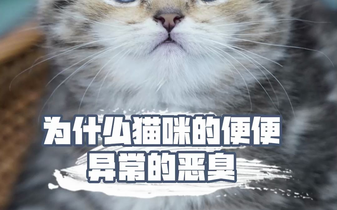 猫咪便便异常恶臭怎么办?看完养猫知识up!哔哩哔哩bilibili