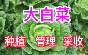 Télécharger la video: 地道中国菜-大白菜，分享我的种植经验