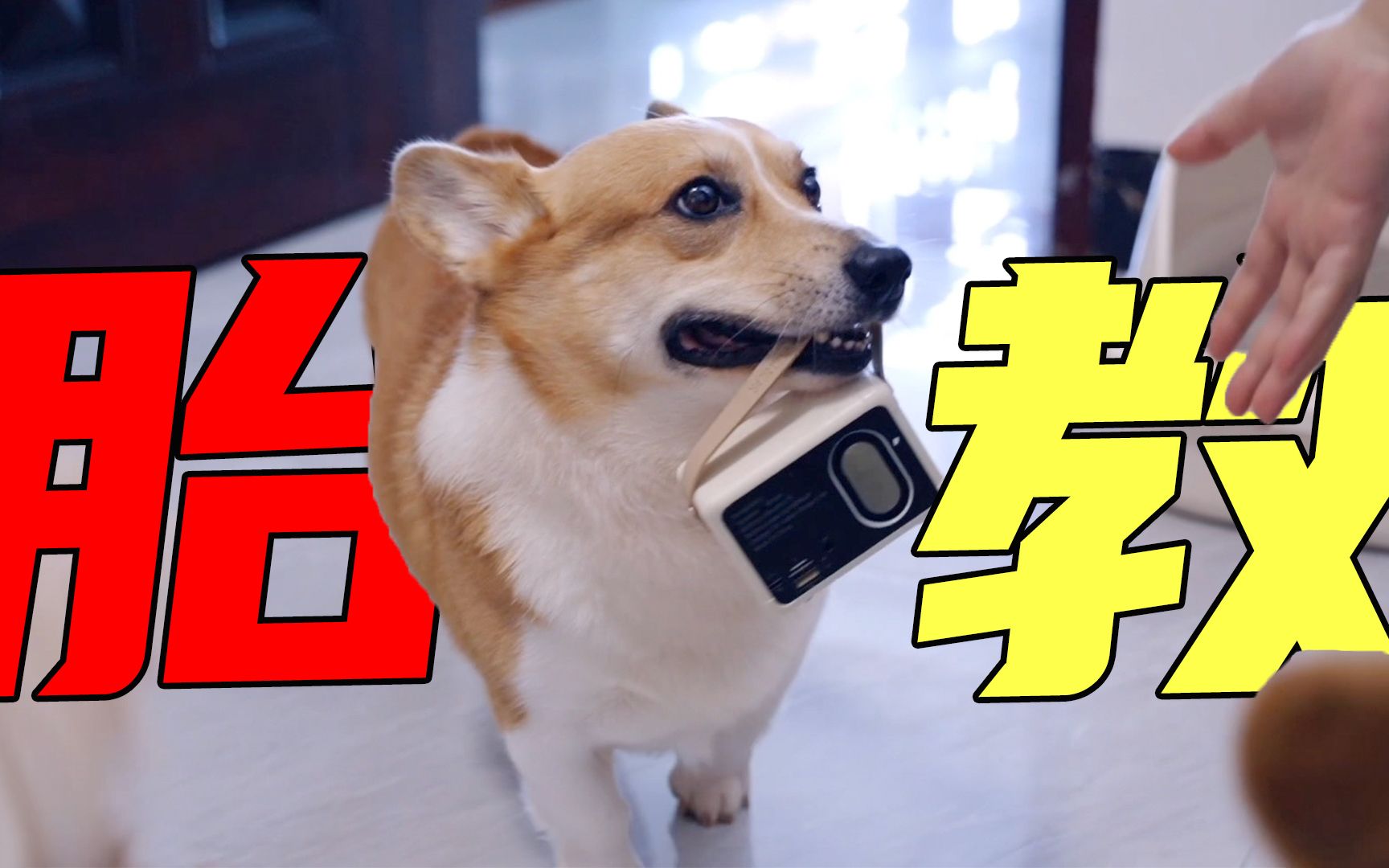 当我忘记给宝宝做胎教后!-ceeport冰蓝-柯基-哔哩哔哩视频