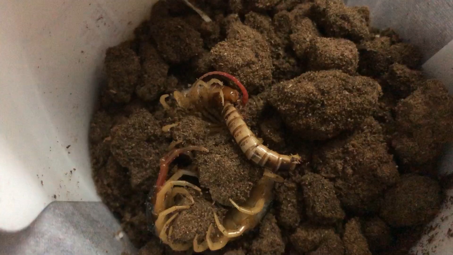 蜈蚣吃面包虫