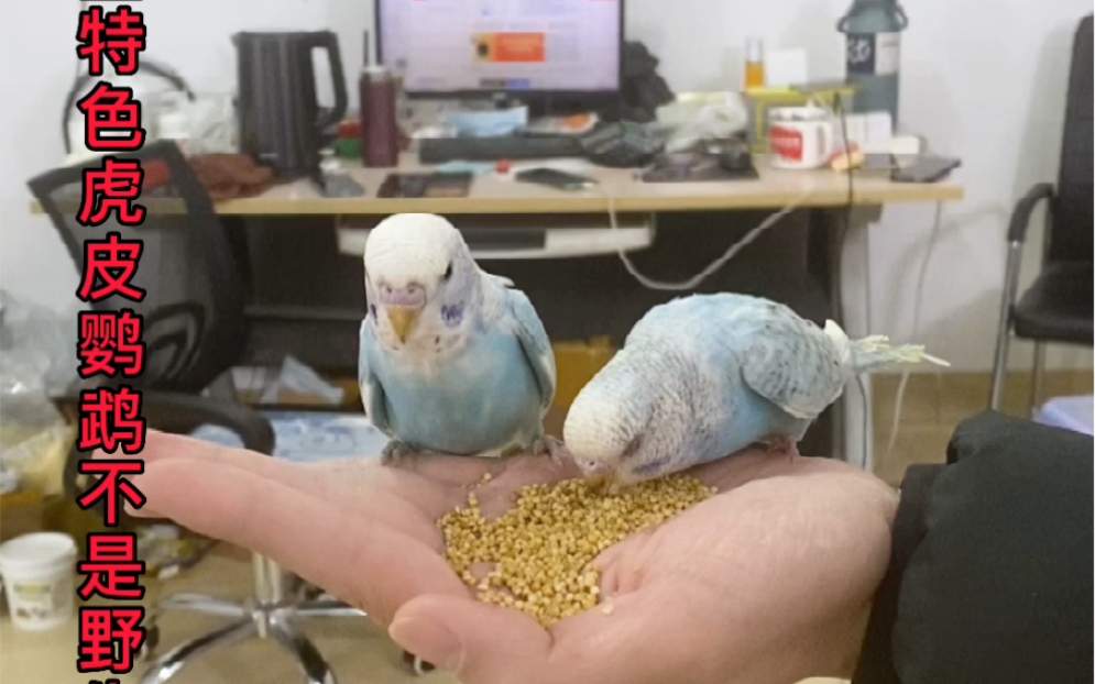 手养鹦鹉 鹦鹉训练 特色虎皮