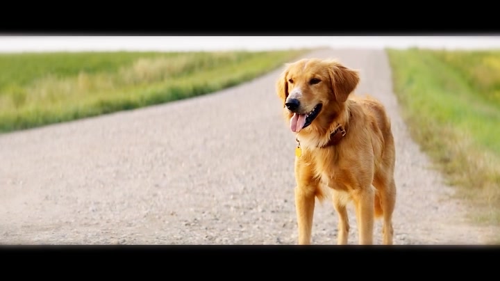 【一条狗的使命】伊森,我是你的贝利