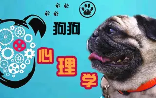 狗狗心理学 搜索结果 哔哩哔哩 Bilibili