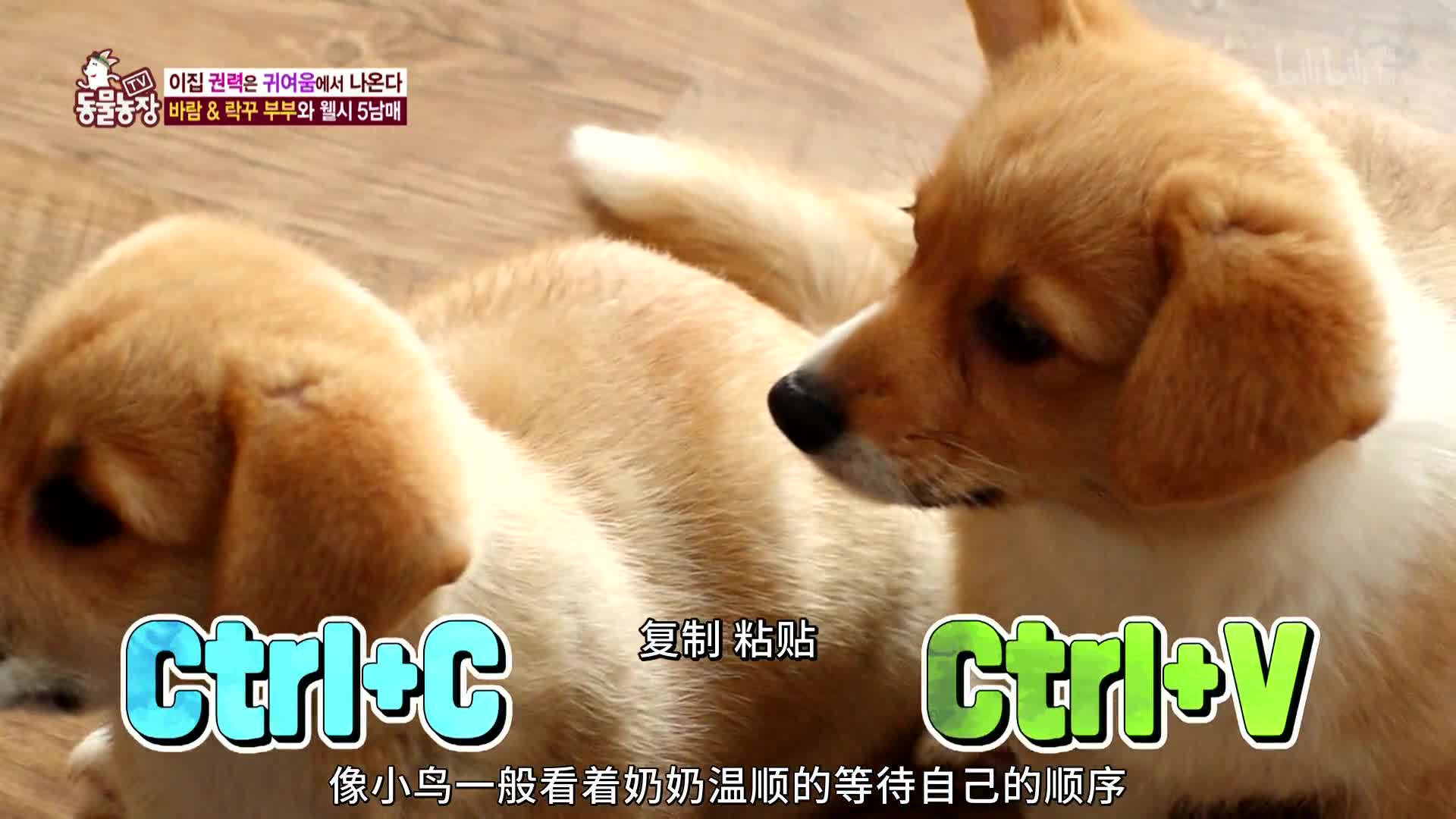 动物农场2019:第31集 上 为什么流浪?上