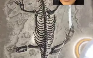 澳宝化石 搜索结果 哔哩哔哩 Bilibili