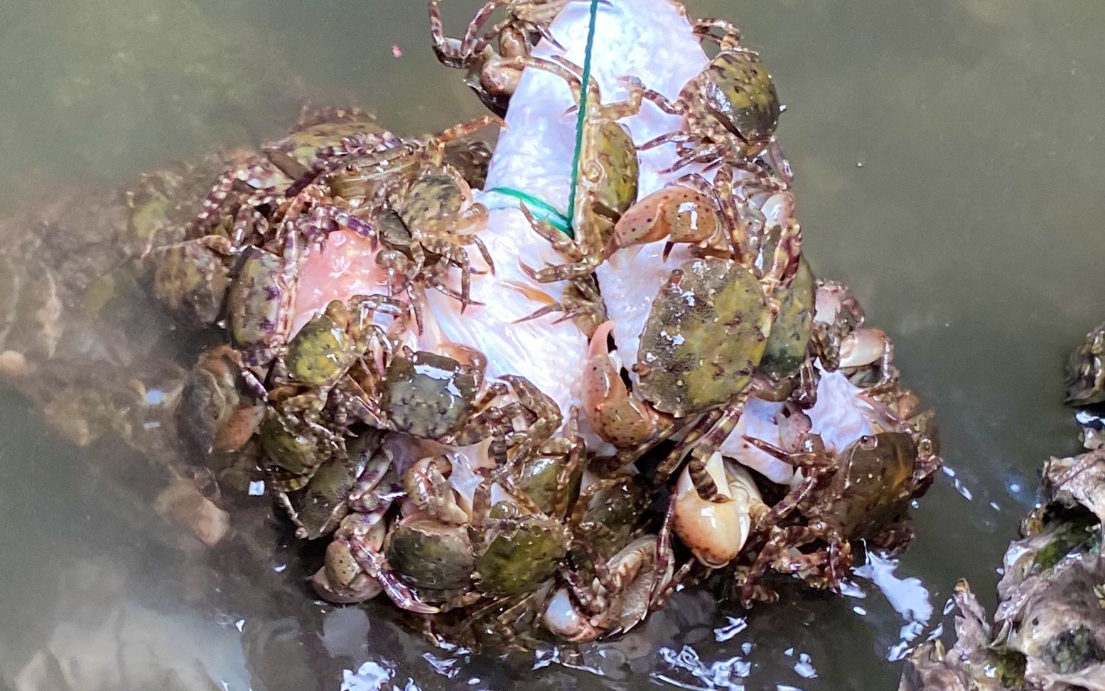 礁石区赶海二强用半只鸡诱惑螃蟹瞬间满桶