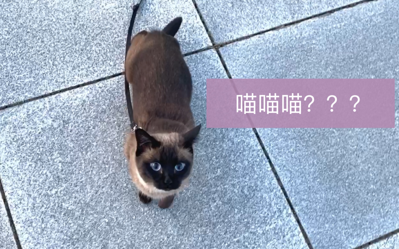 暹罗猫猫还能溜居然还不带牵引绳
