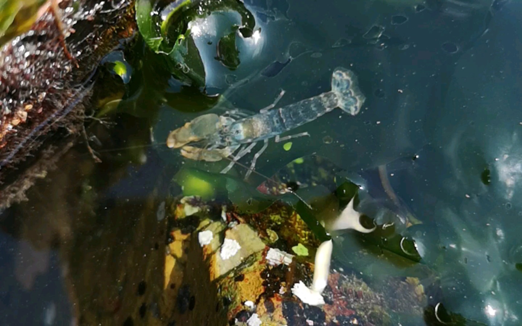 赶海碰见这种透明小虾