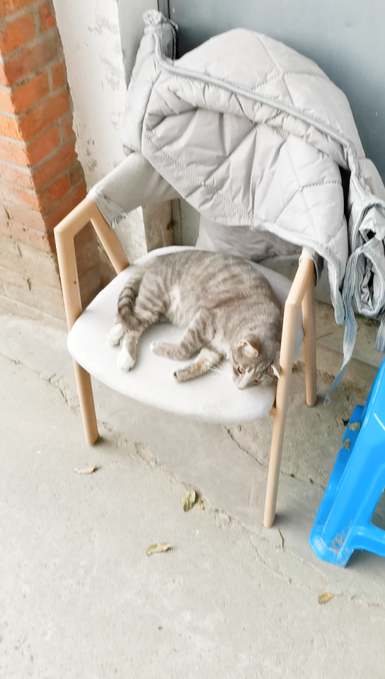 扬大文汇路农家小院的浅色狸花猫很可爱