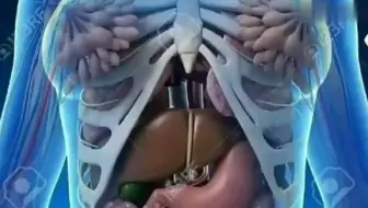 3d人体解剖软件-人体三维图立体模型结构