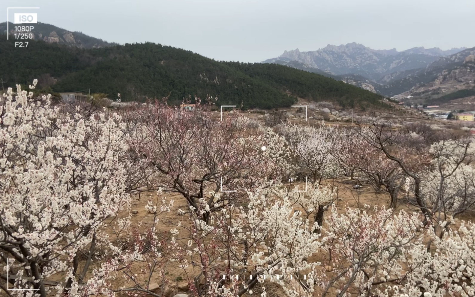 大崂樱桃谷北山——周末赏樱