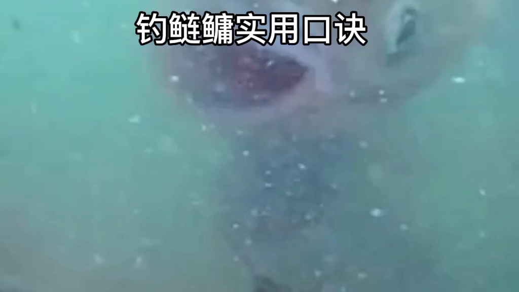 钓鲢鳙实用口诀哔哩哔哩bilibili