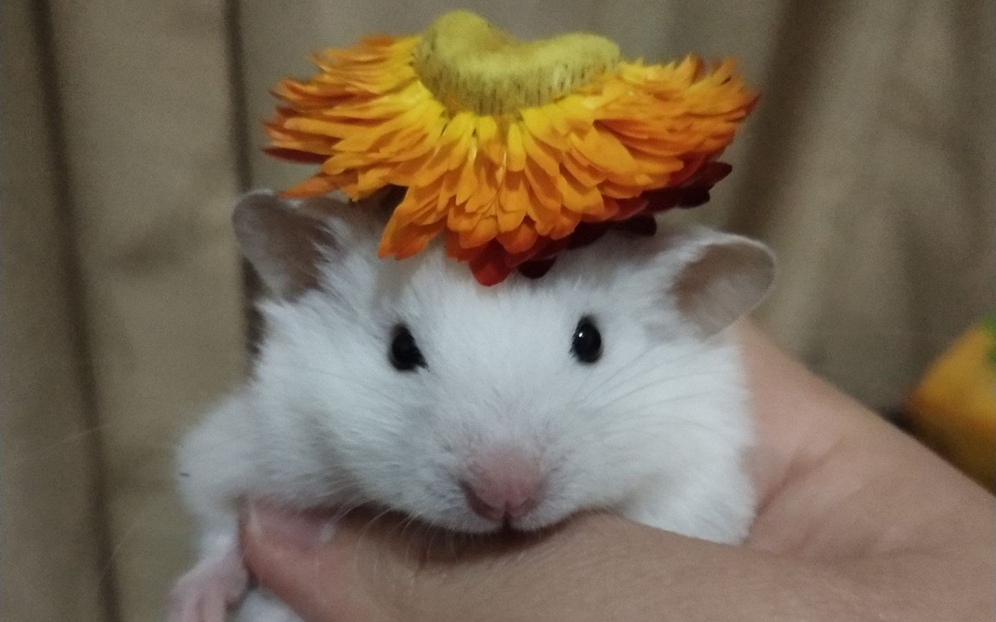 大波可爱的熊鼠来啦,找鼠爸鼠妈