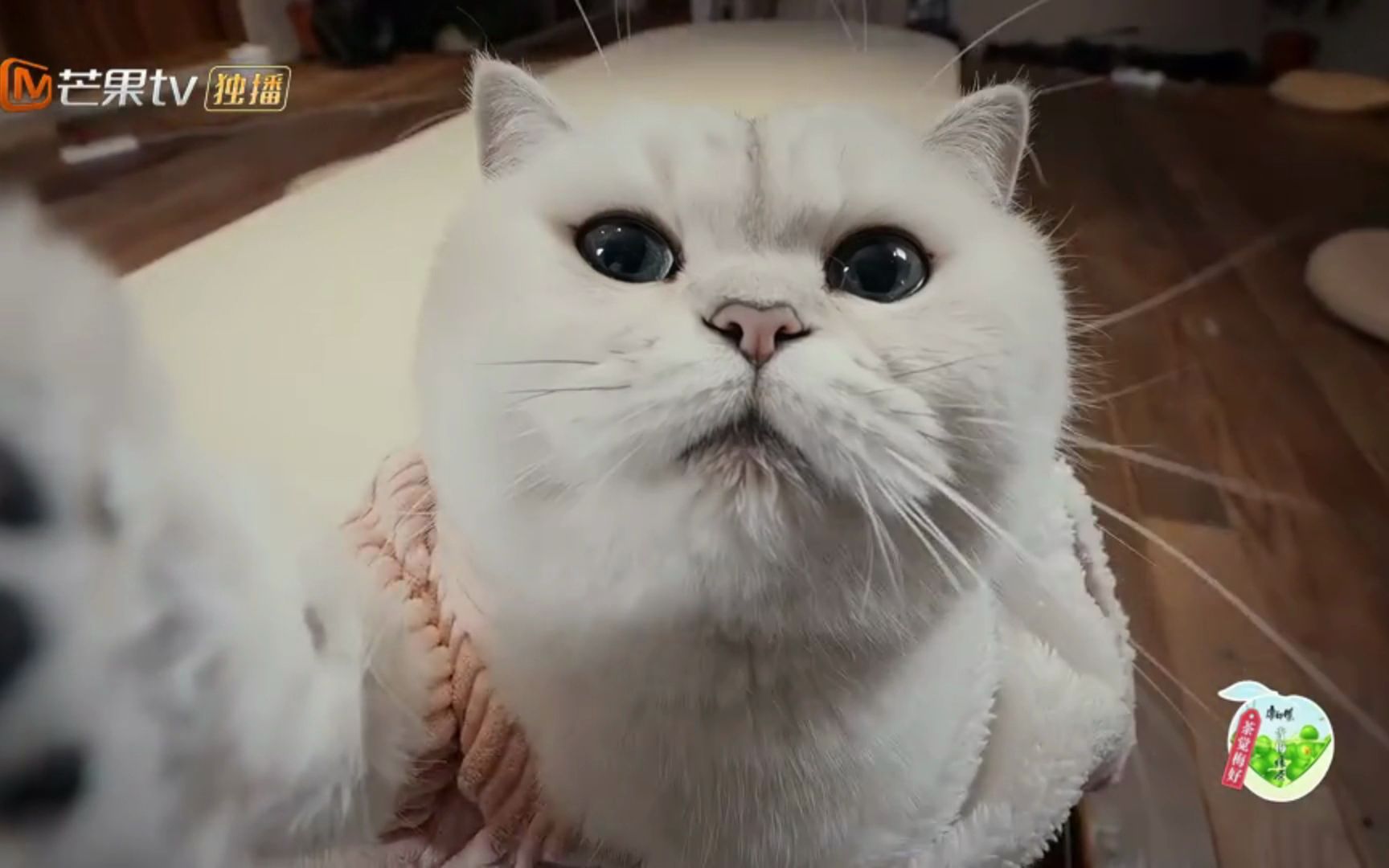 朋友请听好当猫咪会发朋友圈会发生什么