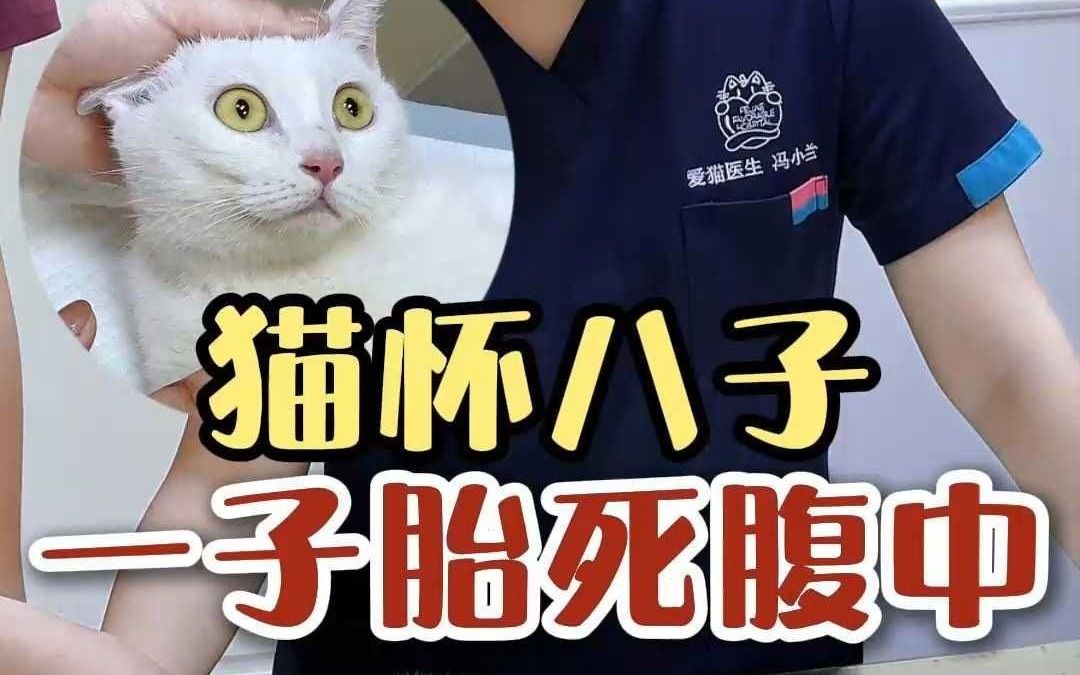 猫咪生产两天后,不吃不喝、高烧不退,发现肚子里还有个……哔哩哔哩bilibili