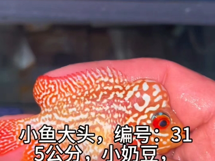 泰国金花火凤泰金彩虹幻彩罗汉鱼马来西亚