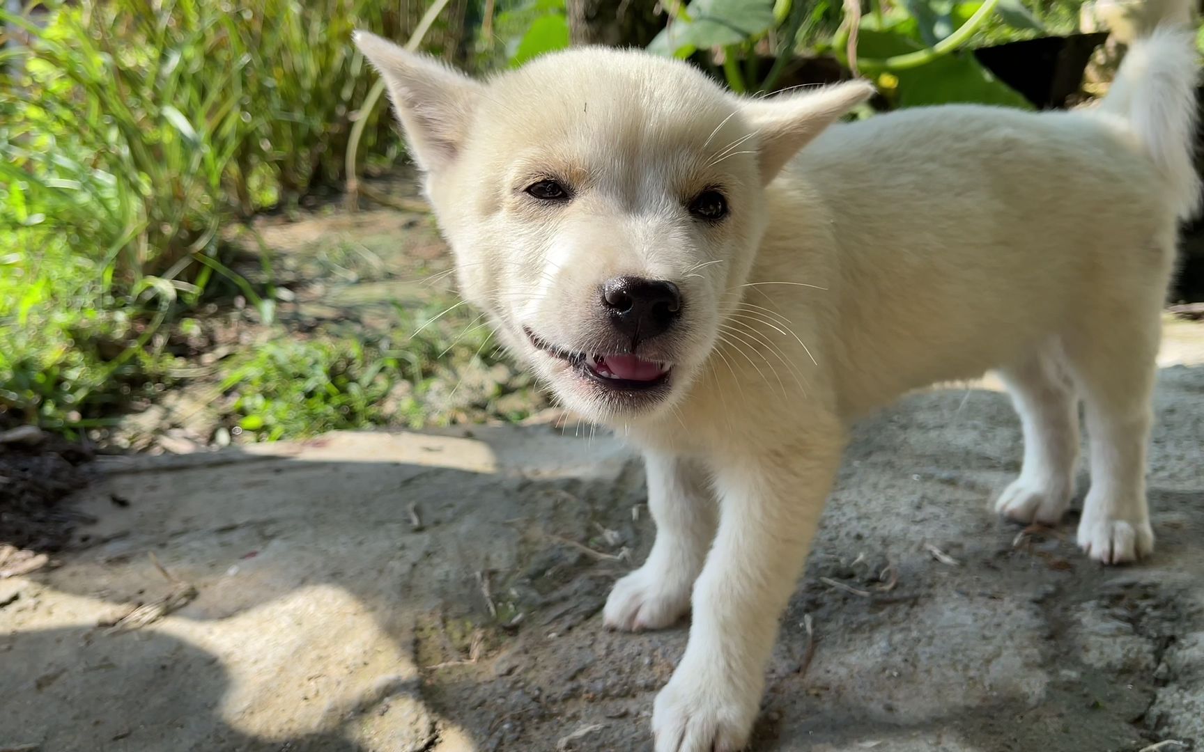 实测狗子吃臭屁虫,看它什么反应