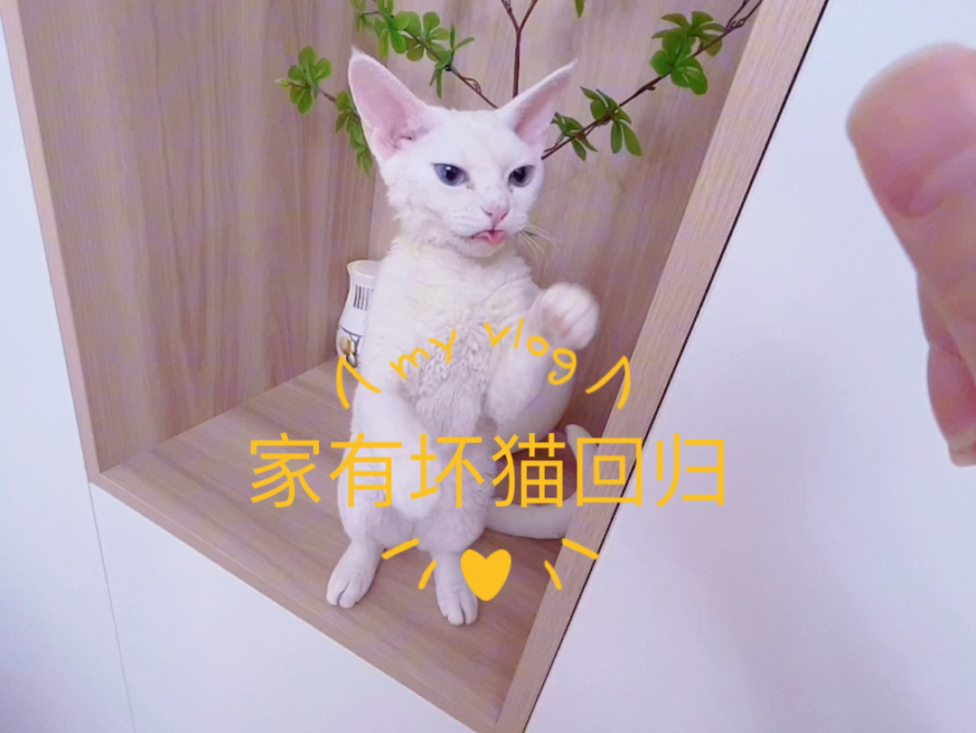 胡汉三又回来了!(上)哔哩哔哩bilibili